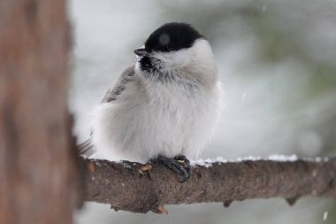marsh tit in winter hokkaido