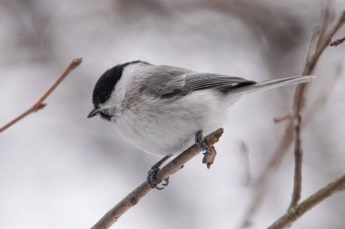 marsh tit in winter hokkaido