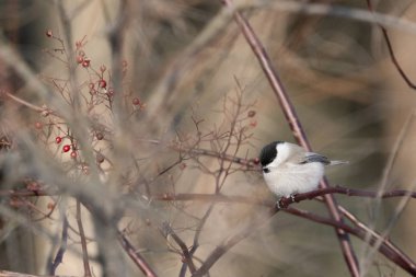 marsh tit in winter hokkaido