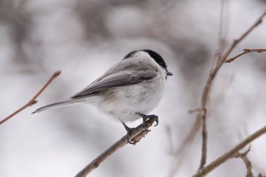 marsh tit in winter hokkaido