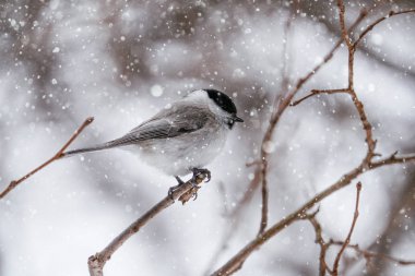 marsh tit in winter hokkaido