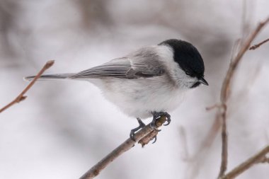marsh tit in winter hokkaido