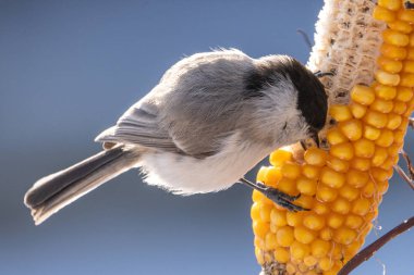 marsh tit in winter hokkaido