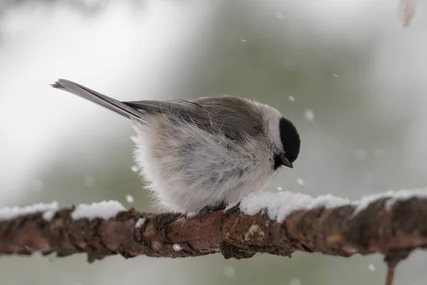 Marsh Tit Winter Hokkaido — Stok fotoğraf