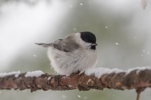 Marsh Tit Winter Hokkaido — Stok fotoğraf