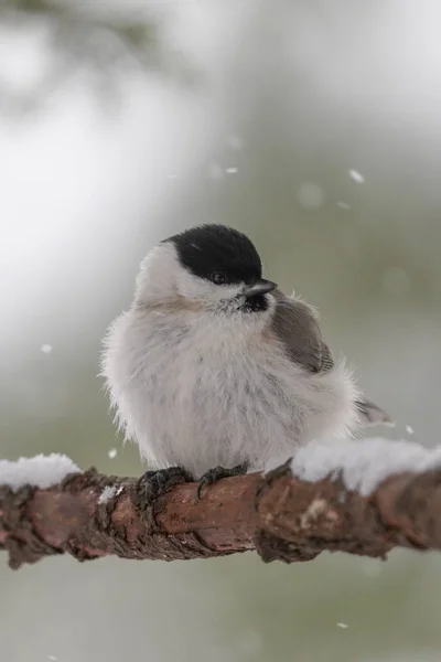 Marsh Tit Winter Hokkaido — Stok fotoğraf