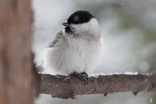 Marsh Tit Winter Hokkaido — Stockfoto