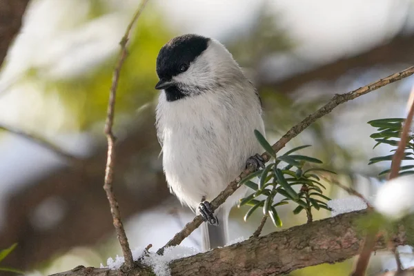 Marsh Tit Inverno Hokkaido — Fotografia de Stock