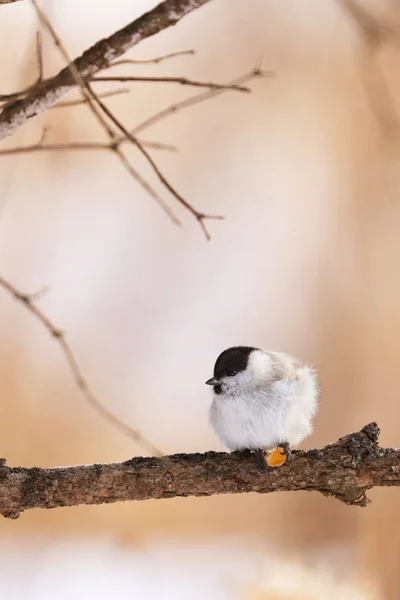 Marsh Tit Winter Hokkaido — Stok fotoğraf