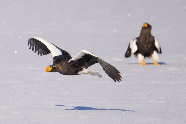 Steller 'ın kışın deniz kartalı Hokkaido' da
