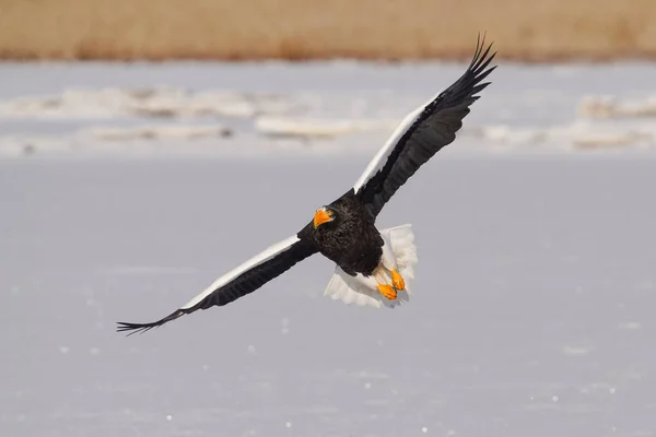 Stellers Havsörn Vintern Hokkaido — Stockfoto