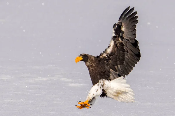 Steller Sea Eagle Winter Hokkaido — Stock Photo, Image