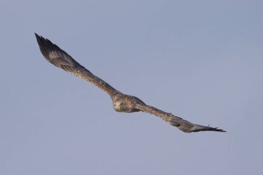 beyaz kuyruklu kartal kışın hokkaido
