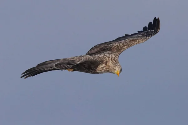 Aigle Queue Blanche Hiver Hokkaido — Photo