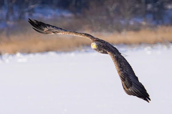 Águia Cauda Branca Inverno Hokkaido — Fotografia de Stock