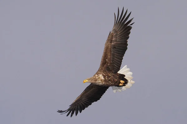 Aigle Queue Blanche Hiver Hokkaido — Photo