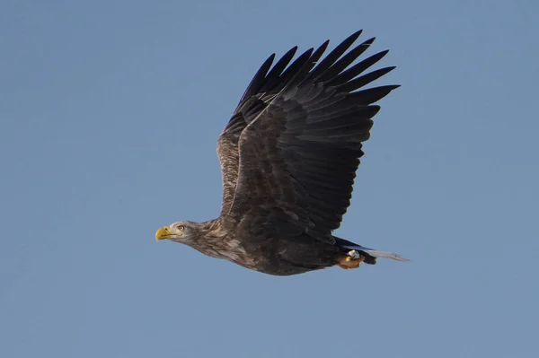 Aquila Coda Bianca Inverno Hokkaido — Foto Stock