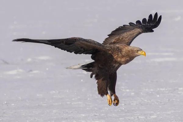 Águila Cola Blanca Invierno Hokkaido — Foto de Stock