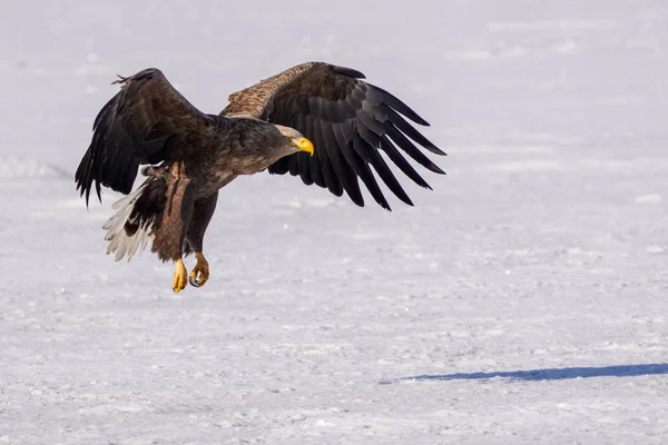 Águila Cola Blanca Invierno Hokkaido — Foto de Stock