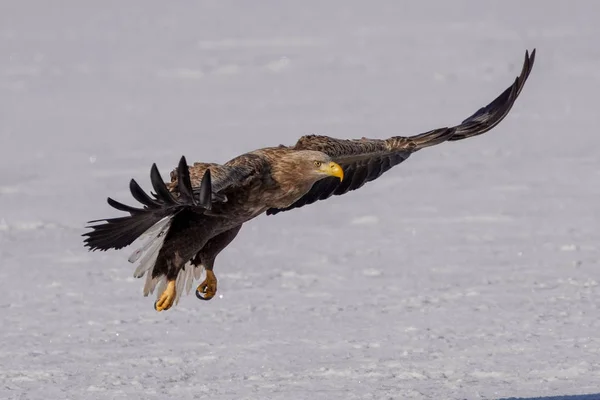 Seeadler Winter Hokkaido — Stockfoto