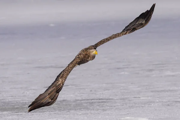 Águila Cola Blanca Invierno Hokkaido — Foto de Stock