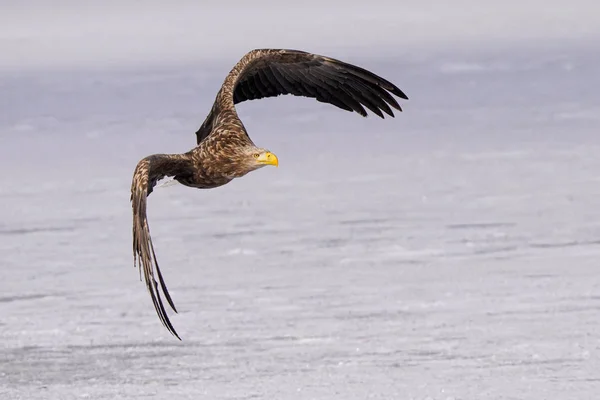 Águila Cola Blanca Invierno Hokkaido — Foto de Stock