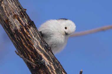 Kış hokkaido 'sunda uzun kuyruklu meme