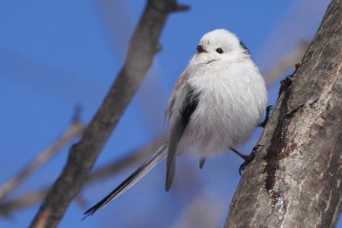 Kış hokkaido 'sunda uzun kuyruklu meme