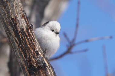 Kış hokkaido 'sunda uzun kuyruklu meme