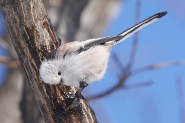 Kış hokkaido 'sunda uzun kuyruklu meme