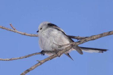 Kış hokkaido 'sunda uzun kuyruklu meme
