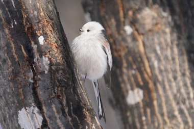 Kış hokkaido 'sunda uzun kuyruklu meme
