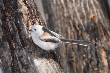 Kış hokkaido 'sunda uzun kuyruklu meme