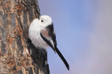 Kış hokkaido 'sunda uzun kuyruklu meme