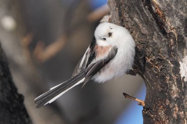 Kış hokkaido 'sunda uzun kuyruklu meme