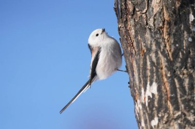 Kış hokkaido 'sunda uzun kuyruklu meme