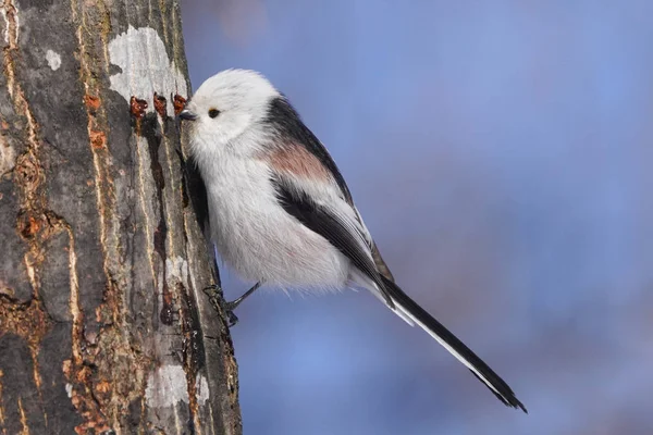 Langschwanzmeise Winter Hokkaido — Stockfoto