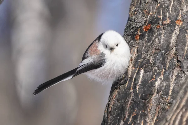 Kış Hokkaido Sunda Uzun Kuyruklu Meme — Stok fotoğraf