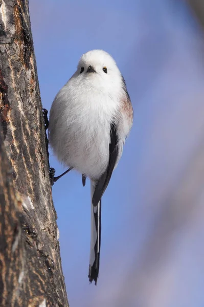 Teta Cauda Longa Inverno Hokkaido — Fotografia de Stock