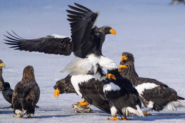 Steller 'ın kışın deniz kartalı Hokkaido' da