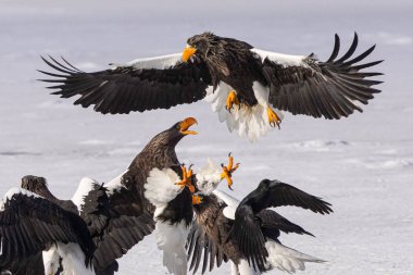 Steller 'ın kışın deniz kartalı Hokkaido' da