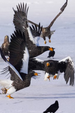 Steller 'ın kışın deniz kartalı Hokkaido' da