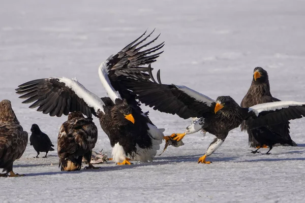 Vulturul Mare Lui Steller Hokkaido Iarnă — Fotografie, imagine de stoc