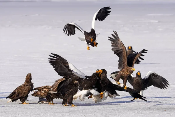 Steller 'ın kışın deniz kartalı Hokkaido' da