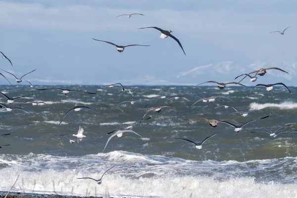 Високі Хвилі Зимовому Хоккайдо — стокове фото
