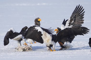 Steller 'ın deniz kartalı ve beyaz kuyruklu kartalı.