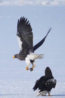Steller 'ın deniz kartalı ve beyaz kuyruklu kartalı.
