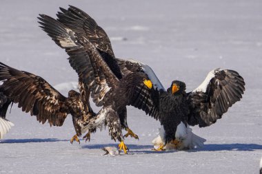 Steller 'ın deniz kartalı ve beyaz kuyruklu kartalı.