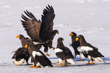 Steller 'ın deniz kartalı ve beyaz kuyruklu kartalı.