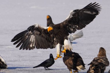 Steller 'ın deniz kartalı ve beyaz kuyruklu kartalı.